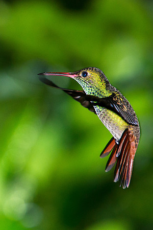 Rufous-tailed Hummingbird
