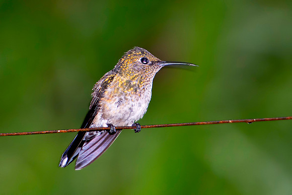 Violet-crowned Woodnymph (imm. female)