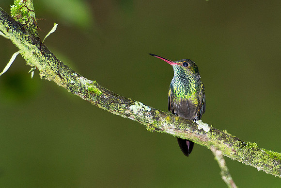 Rufous-tailed Hummingbird
