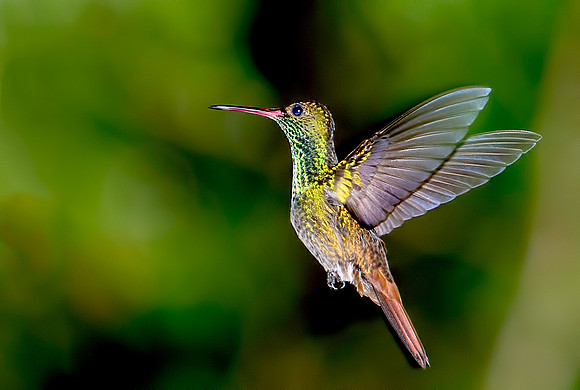 Rufous-tailed Hummingbird