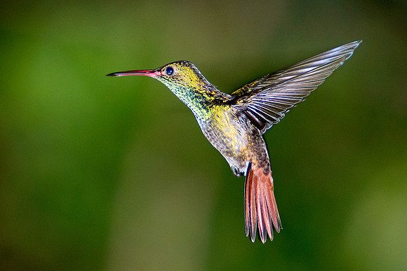Rufous-tailed Hummingbird