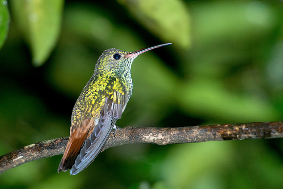 Rufous-tailed Hummingbird