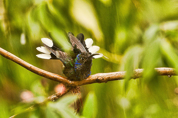 Violet Sabrewing (imm. male) Bathing in Heavy Rain Downpour