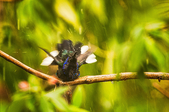Violet Sabrewing (imm. male) Bathing in Heavy Rain Downpour
