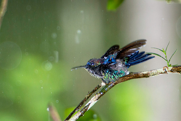 Violet-crowned Woodnymph (male) Enjoying a Heavy Rain Downpour