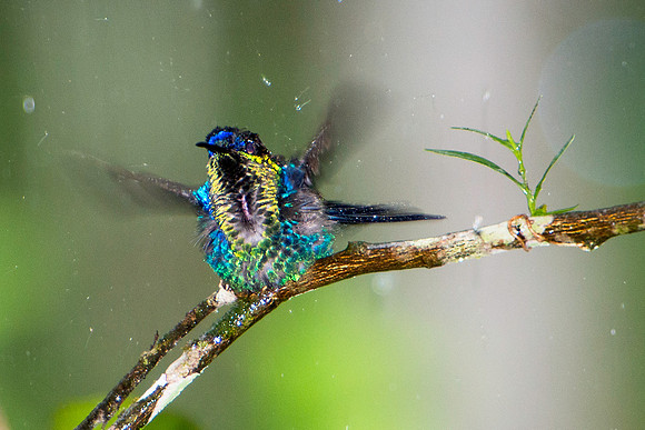 Violet-crowned Woodnymph (male) Enjoying a Heavy Rain Downpour
