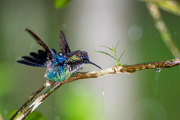 Violet-crowned Woodnymph (male) Enjoying a Heavy Rain Downpour