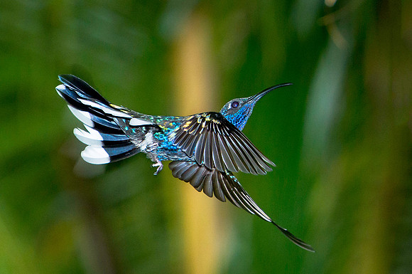Violet Sabrewing (male)
