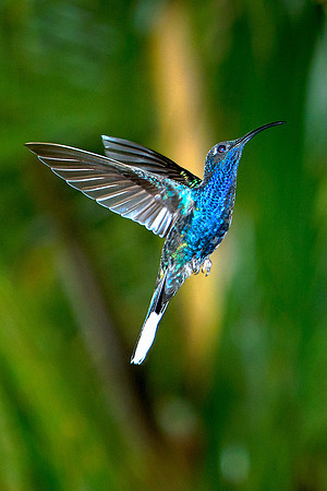 Violet Sabrewing (male)