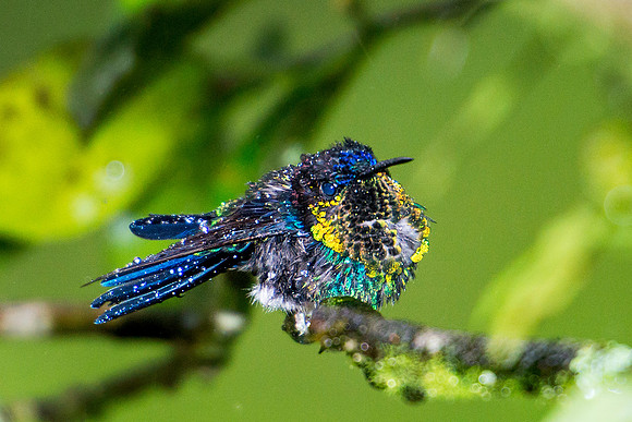 Violet-crowned Woodnymph (male) Enjoying a Heavy Rain Downpour