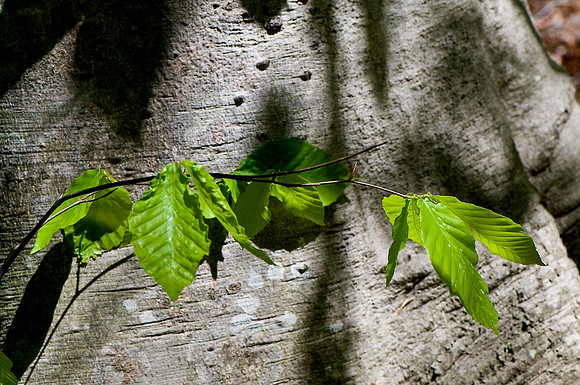 Spring Leaves