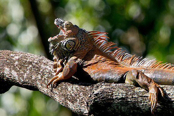 Iguana