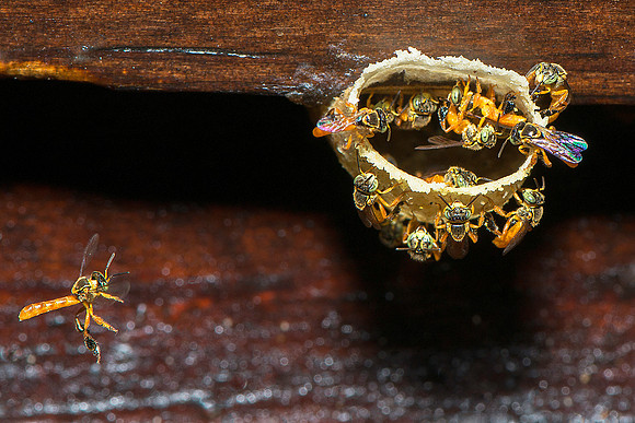 Beehive