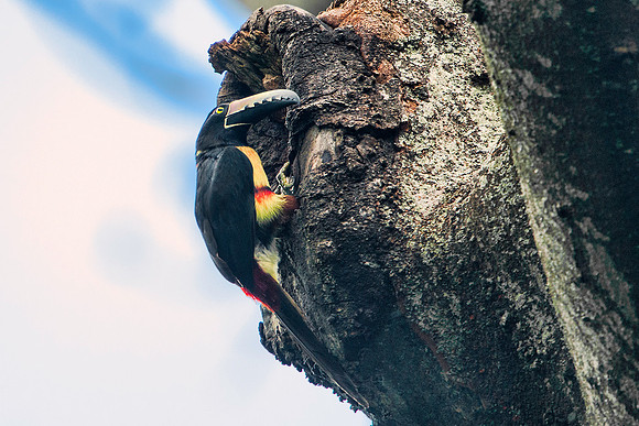 Collared Aracari Entering Nest in Tree