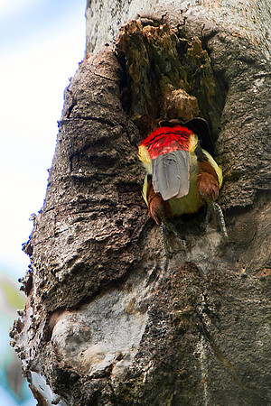 Collared Aracari Entering Nest in Tree