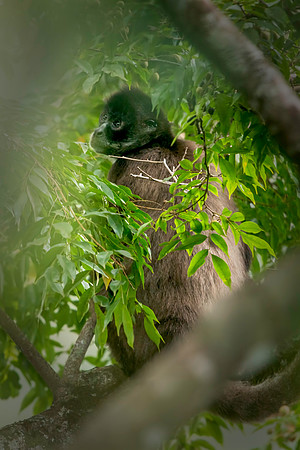 Spider Monkey