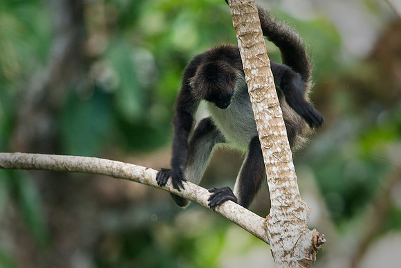 Spider Monkey