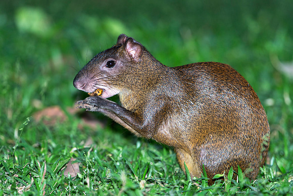 Agouti