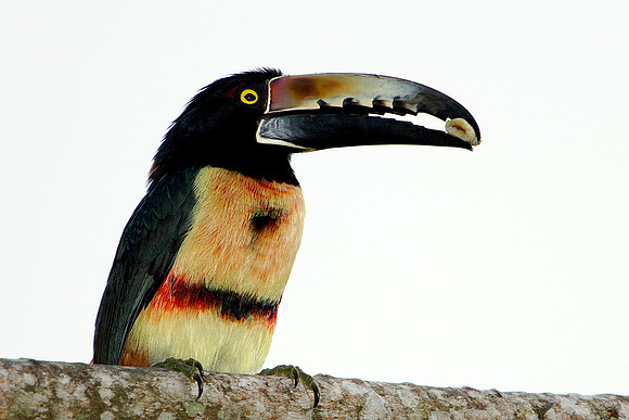 Collared Aracari on Tree Limb with Fruit