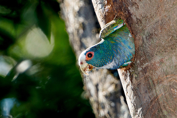 White-crowned Parrot Emerging from Nest