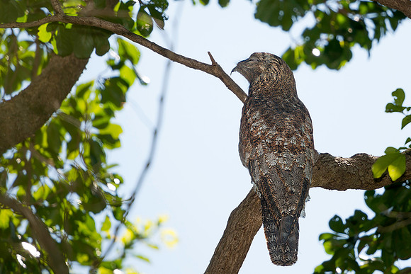 Great Potoo