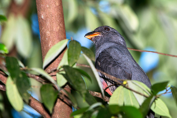 Slaty-tailed Trogon (female)