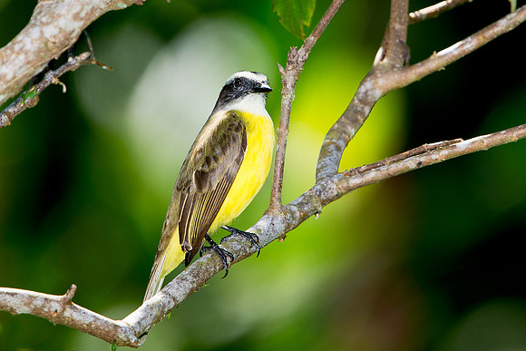 Great Kiskadee