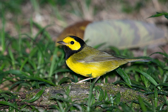 Hooded Warbler (male)