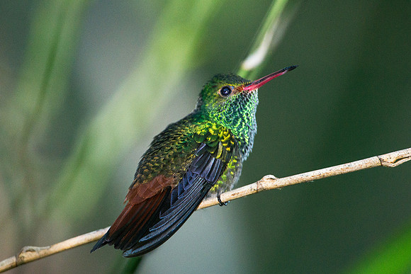 Rufous-tailed Hummingbird