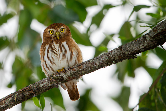 Ferruginous Pigmy Owl