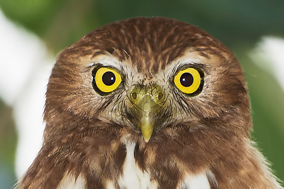 Ferruginous Pigmy Owl Eye to Eye