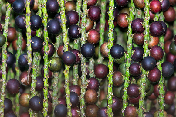 Palm Tree Fruit