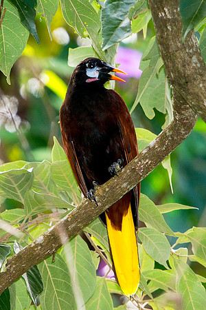 Montezuma Oropendola