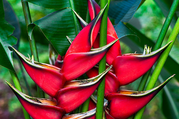 Bird of Paradise Flowers