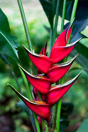 Bird of Paradise Flower