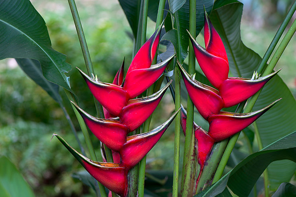 Bird of Paradise Flower