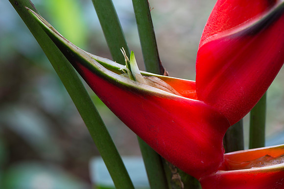Bird of Paradise Flower