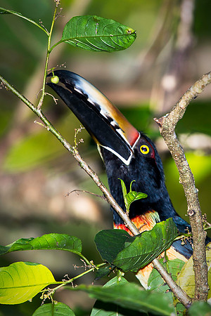 Collared Aracari Feeding
