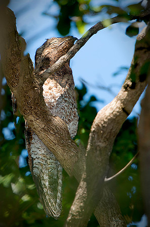 Great Potoo