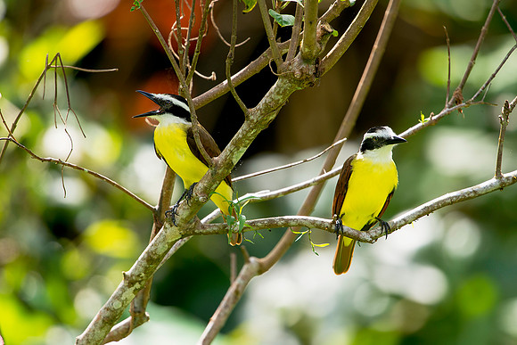 Great Kiskadees