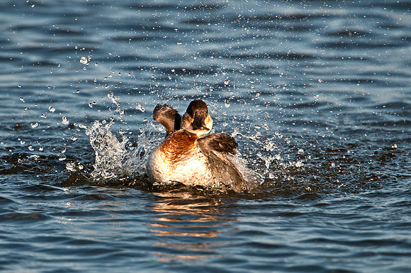 Ruddy Duck Bath Time