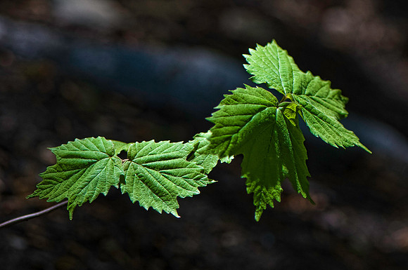 Just New Leaves