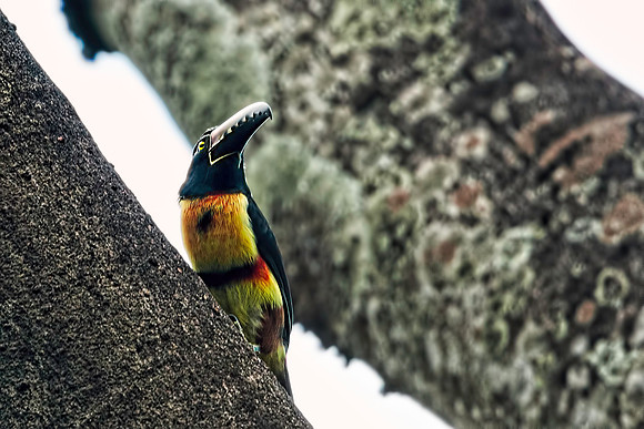 Aracari in Tree