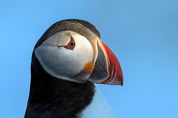 Altantic Puffin Profile