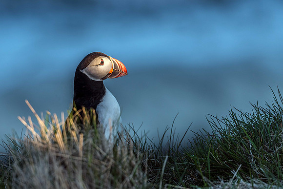 Atlantic Puffin