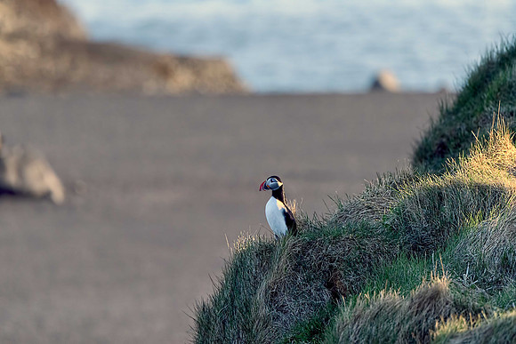 Atlantic Puffin