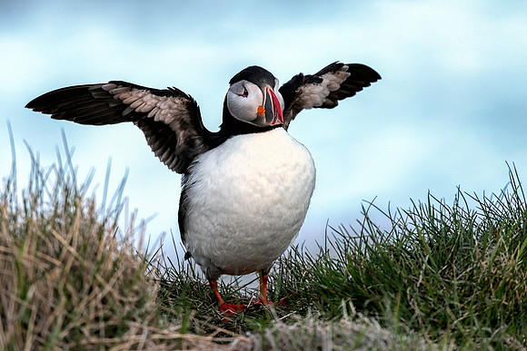 Atlantic Puffin with Wings Spread