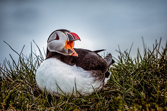 Atlantic Puffin