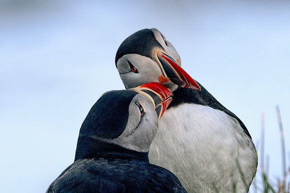 Puffin Affection