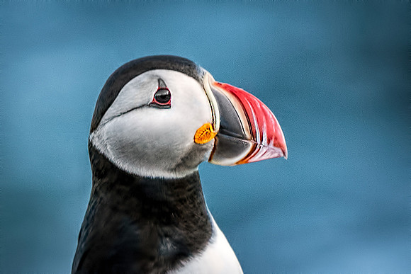 Puffin Profile